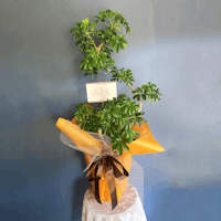 観葉植物